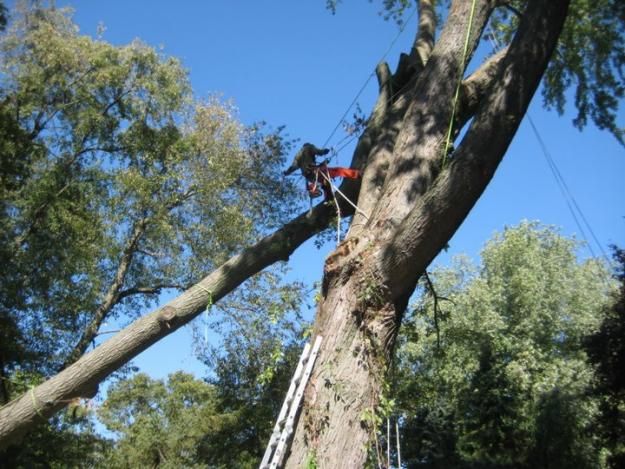 Tree Service, Tree Removal, Tree Care, Tree Trimming, Stump Gringding, 60025 Tree Services